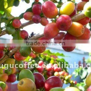 Hogood Agglomerated coffee