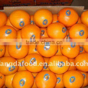 big size orange from china