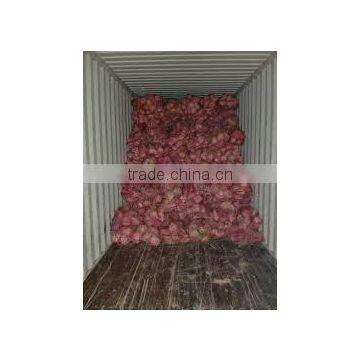 Price of Coconut for Buy photo-3