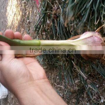 FRESH NORMAL WHITE GARLIC EXPORT 4.5 CM , EGYPT. photo-2
