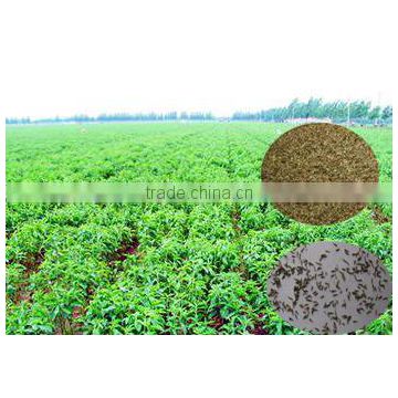 2015 Chinese Hybrid F1 High Yield Stevia Seeds Organic/Seeds Stevia/Stevia Rebaudiana Seed For Cultivating High Germination