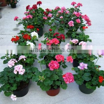 New Shanghai Supply Pelargonium hortorum seeds,geranium flower seeds