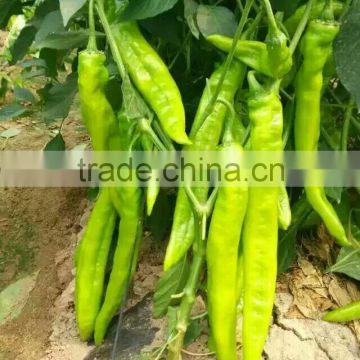 F1 Pepper For Growing New Golden Fortune 808