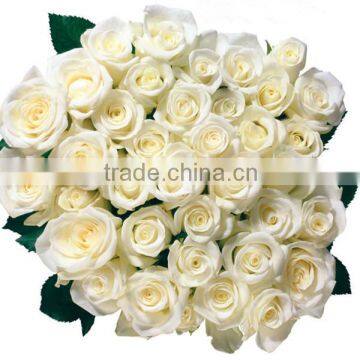 Factory Supply Long Stem Fresh Cut Rose Fresh Cut Flower