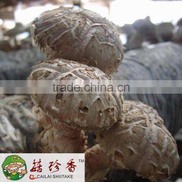 Premium Dried Flower Shiitake Mushroom Agaricus Blazei China Spawn Cultivation photo-5