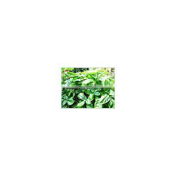 BULK Basil Oil