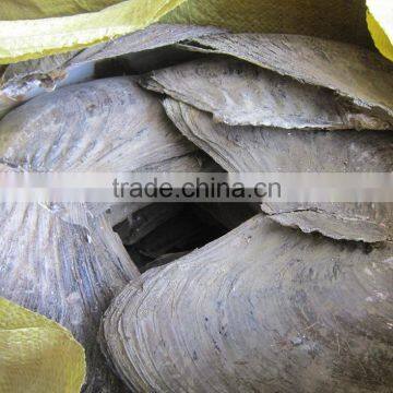 New Arrival Wholesale Natural Freshwater Shells Raw Shells photo-5