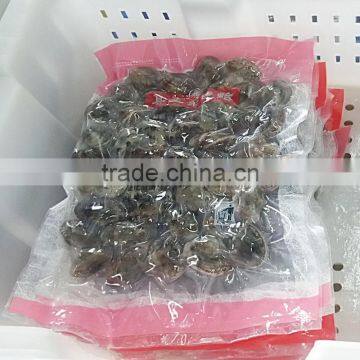 Frozen Variegated Clam Cheap Pirce For Sale