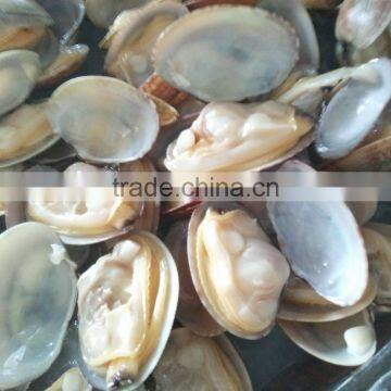 Best selling seafood shellfish live geoduck clam from China