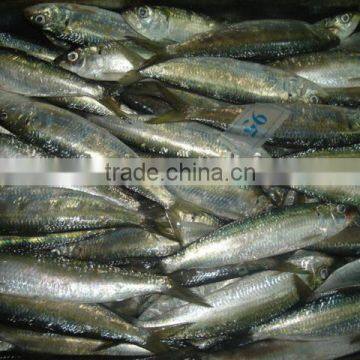 Frozen Sardines