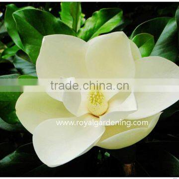 Magnolia Grandiflora Cold Hardy Landscaping Trees photo-2