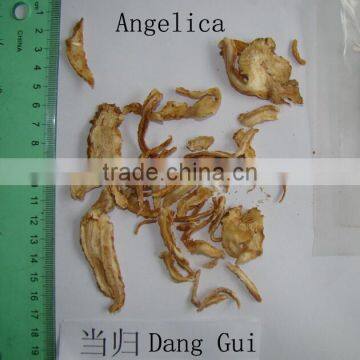 2016 new dang gui slice/Angelica slice decoction pieces