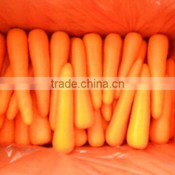 Chinese carrot 2015 new crop