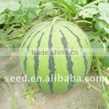 New Star chinese early mature hybrid watermelon seeds