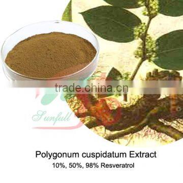 high quality polygonum P.E 98% trans-resveratrol