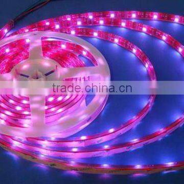 Zhongshan IP67 5050 SMD 12v led lights strip