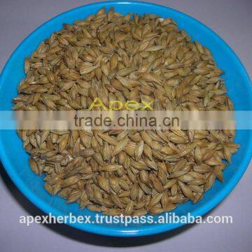 Barley malt / Hordeum vulgare Malt / Malt Grains Barley /