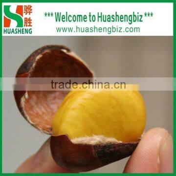 Hot Selling fresh chestnuts - Organic and best Chinese chestnuts