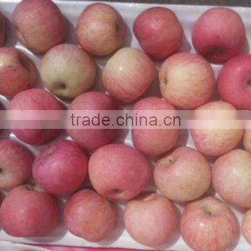 Chinese Exporter Fresh Red Fuji Apple Fruits Natural Growth Containing Vitamin C photo-5