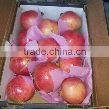 common cultivation type of Pomegranate