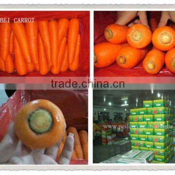 hebei fresh carrot S size export to Dubai(High Quality With Good Payment terms)