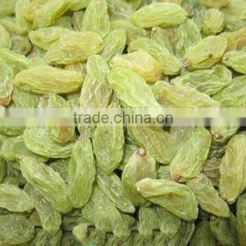 high quality green raisin from China