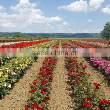 Rose plants / Grafted rose plants