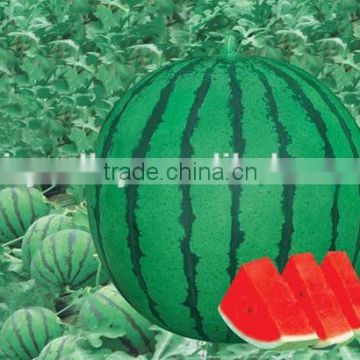 Hybrid F1 High Sweetness Green Red Watermelon Seeds For Growing-DUJUAN