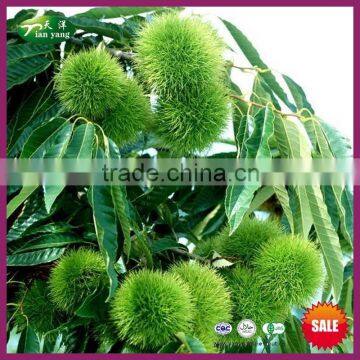 2015 New Crop Fresh Chinese Chestnut Bulk Nuts for Sale