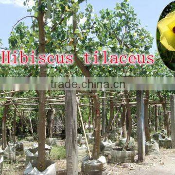 for Outdoor Landscaping Ornamental Bonsai Plants