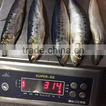 Cheap pacific sardine(Sardinops sagax) for bait