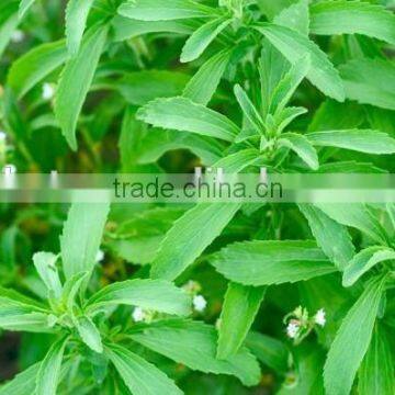 Factory Price Organic Stevia Extract Sugar photo-3