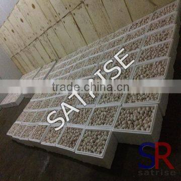 White Button Mushroom Mushroom Spawn