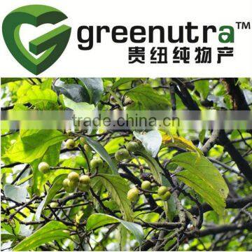 Pygeum Africanum Bark Extract