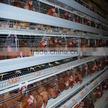 Hot Sale!!! High Quality Chicken Cage , Poultry Equipment