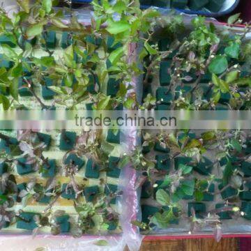 Cultivation Phenolic Resin Hydroponic Trays , Soil-free Trays With Holes photo-5