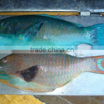 FROZEN Parrot fish Whole Gutted