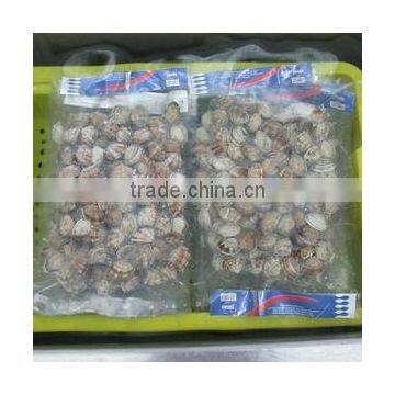 Choice Quality Frozen Vacuum Packed Cooked Short Necked Clam photo-2