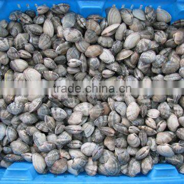Frozen Vacuumed Cooked Short Necked Clam Wild Caught photo-4