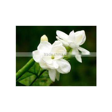 Agra Boutique Taiwan Pure Jasmine Tea Fujian Jasmine Tea Brands photo-3