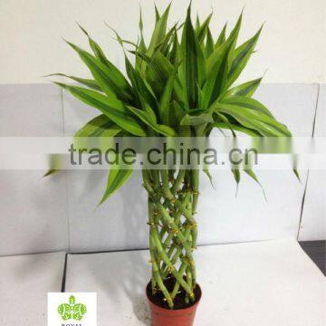 Lucky bamboo ( Dracaena Sanderiana) cage shape nursery