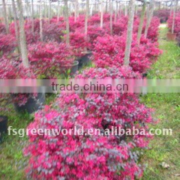 loropetalum Chinensis bush flower season