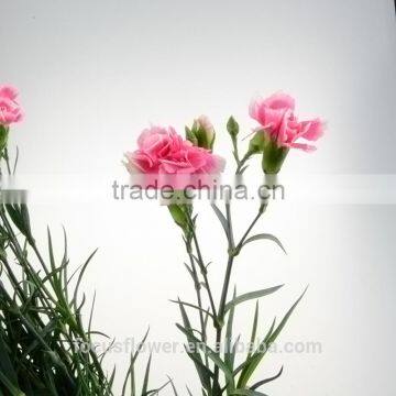 fragrant cut flower carnation fresh flower cut for birthdays