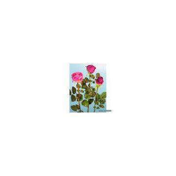Sell Lg., Med. & Sm. Single Rose Bud