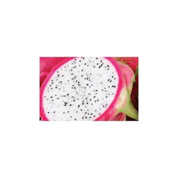 FRESH DRAGON FRUIT (Ms. Angela - WhatsApp: +84 165 582 7745) photo-2