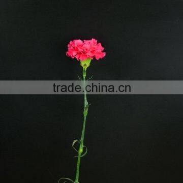 Bottom Price Bett Carnation Flowers Rose Red photo-2