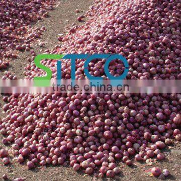 Fresh Golti Onion