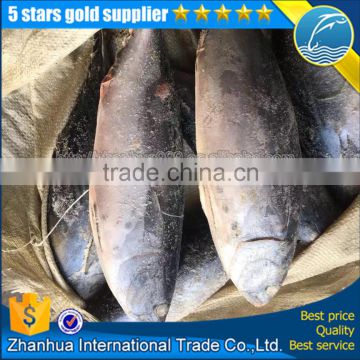 new catching frozen bonito tuna fish wholesale