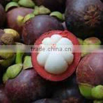 FRESH MANGOSTEEN WITH BEST PRICE AND GOOD QUALITY