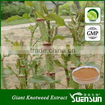 Herbal powder giant knotweed extract resveratrol powder